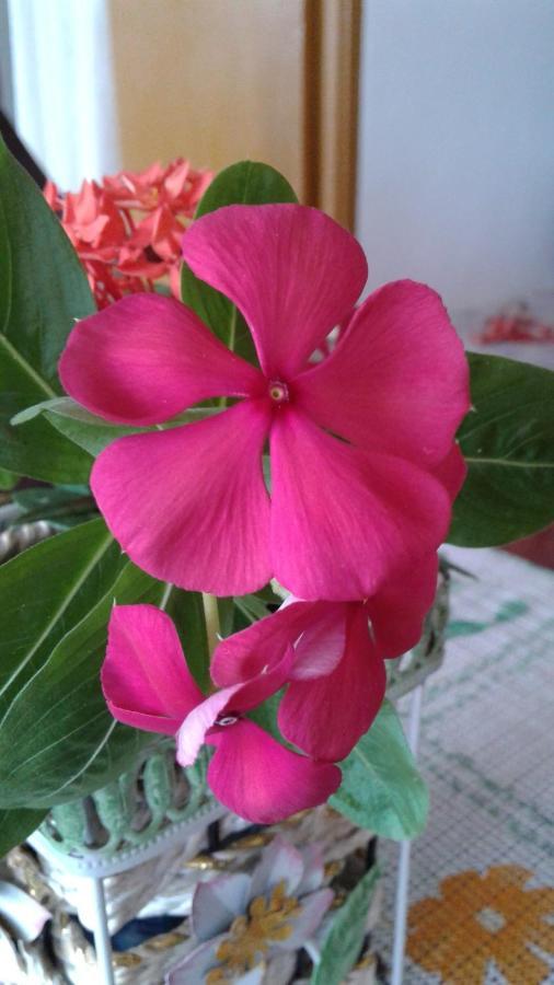 Seychelles Yellow Petals Anse Boileau ภายนอก รูปภาพ