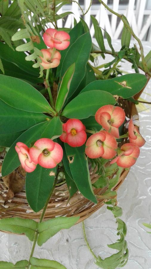 Seychelles Yellow Petals Anse Boileau ภายนอก รูปภาพ