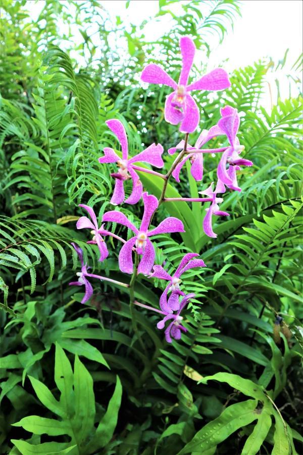 Seychelles Yellow Petals Anse Boileau ภายนอก รูปภาพ