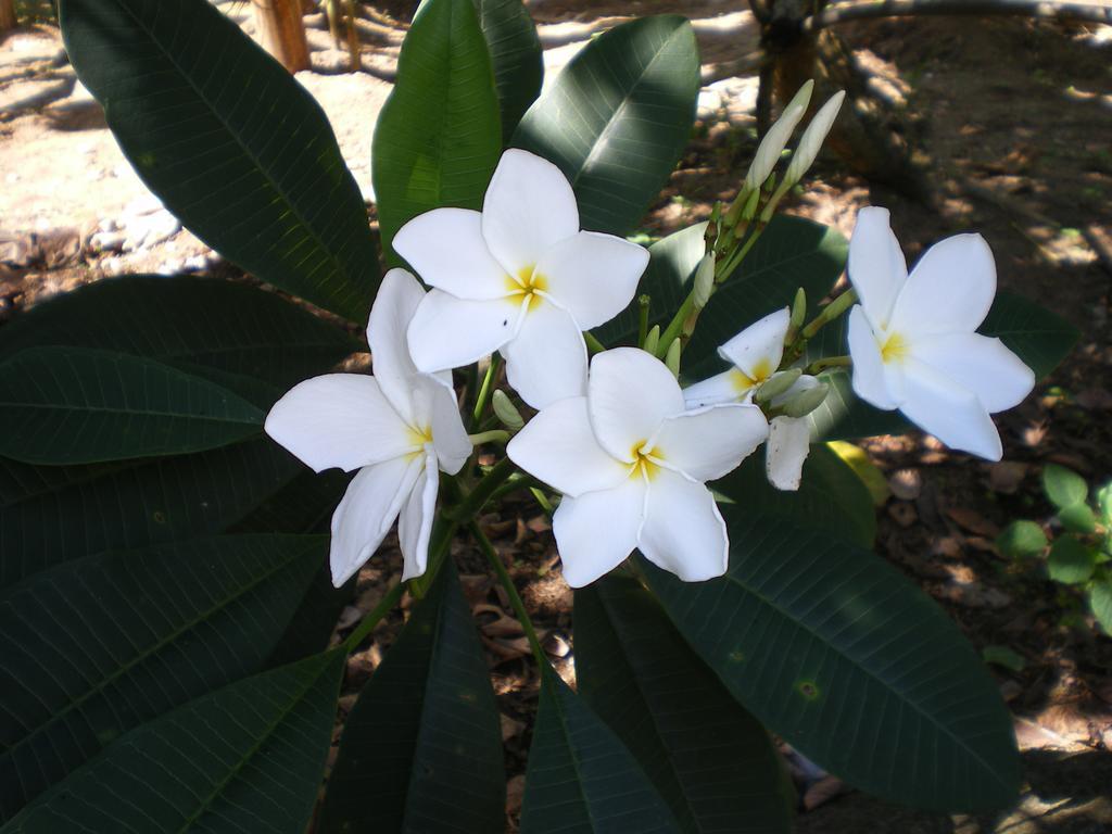 Seychelles Yellow Petals Anse Boileau ภายนอก รูปภาพ