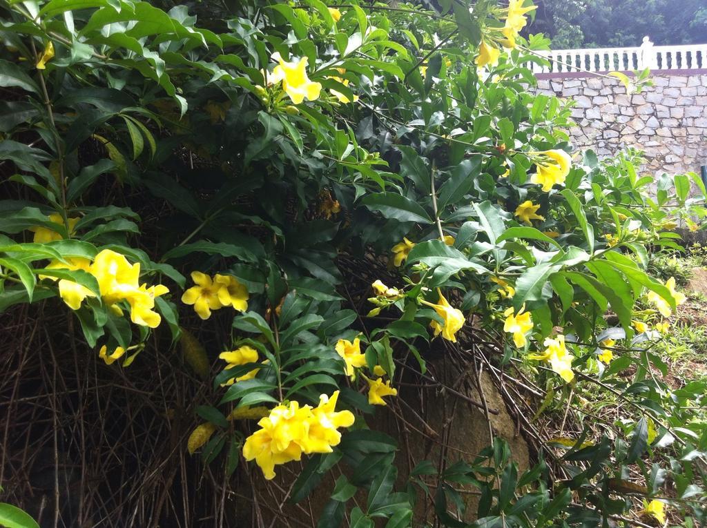 Seychelles Yellow Petals Anse Boileau ภายนอก รูปภาพ