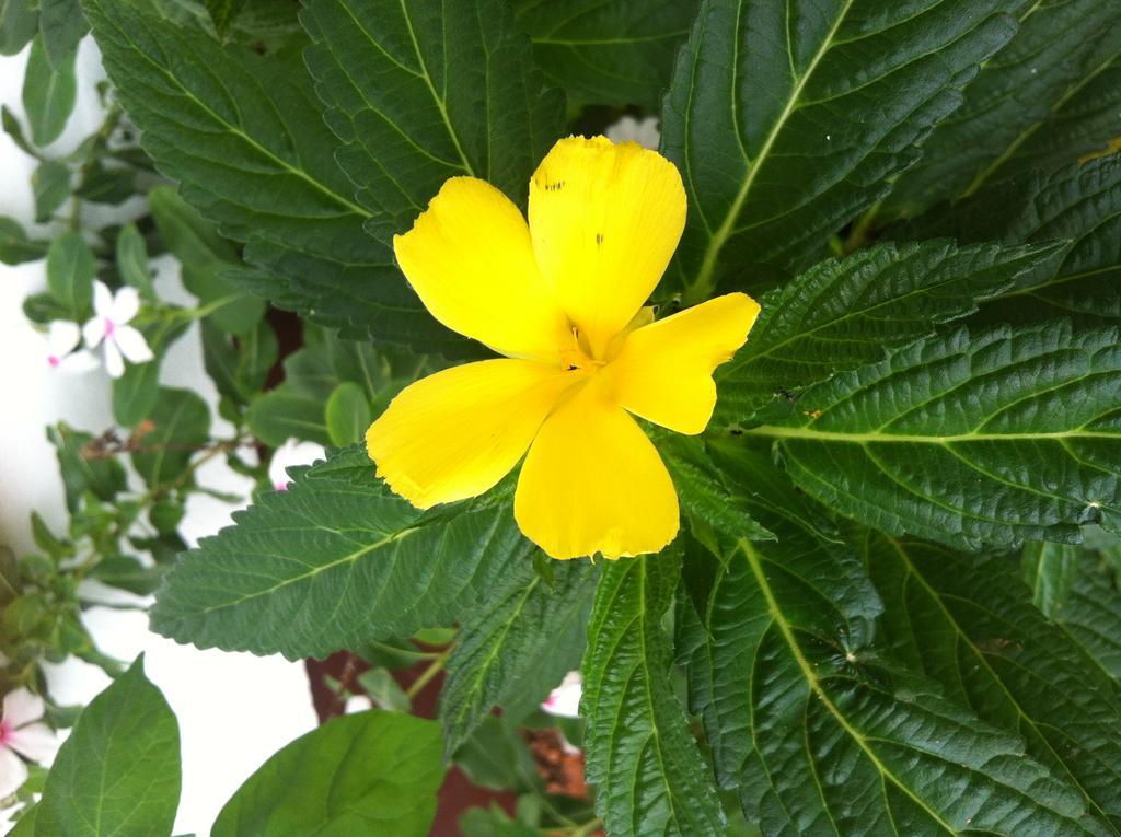 Seychelles Yellow Petals Anse Boileau ภายนอก รูปภาพ