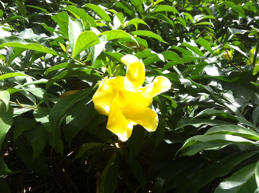 Seychelles Yellow Petals Anse Boileau ภายนอก รูปภาพ